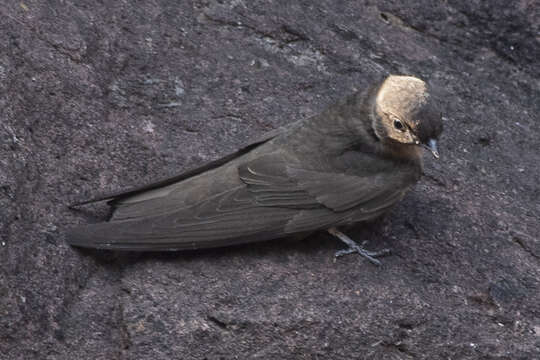 Image of Dusky Crag Martin