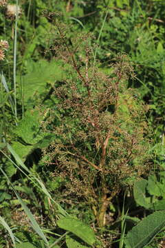 Image of Trinia multicaulis (Poir.) Schischkin