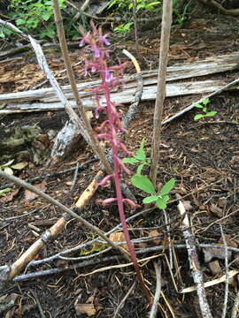 Image of Pacific coralroot