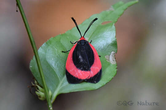 صورة Rhodopsona rubiginosa Leech 1898