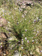 Sivun Trichostema arizonicum A. Gray kuva