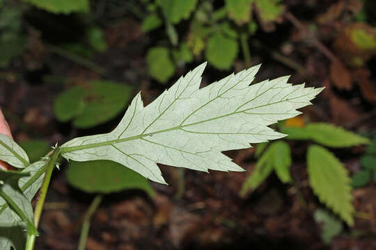 Image of Artemisia stolonifera (Maxim.) Kom.