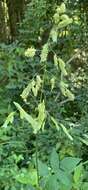 Image of Catchfly Grass