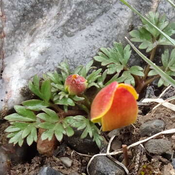 Image of Anemone biflora var. petiolulosa (Juz.) S. Ziman