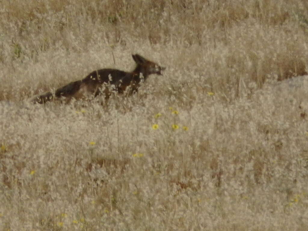 Image of Kurdistan red fox