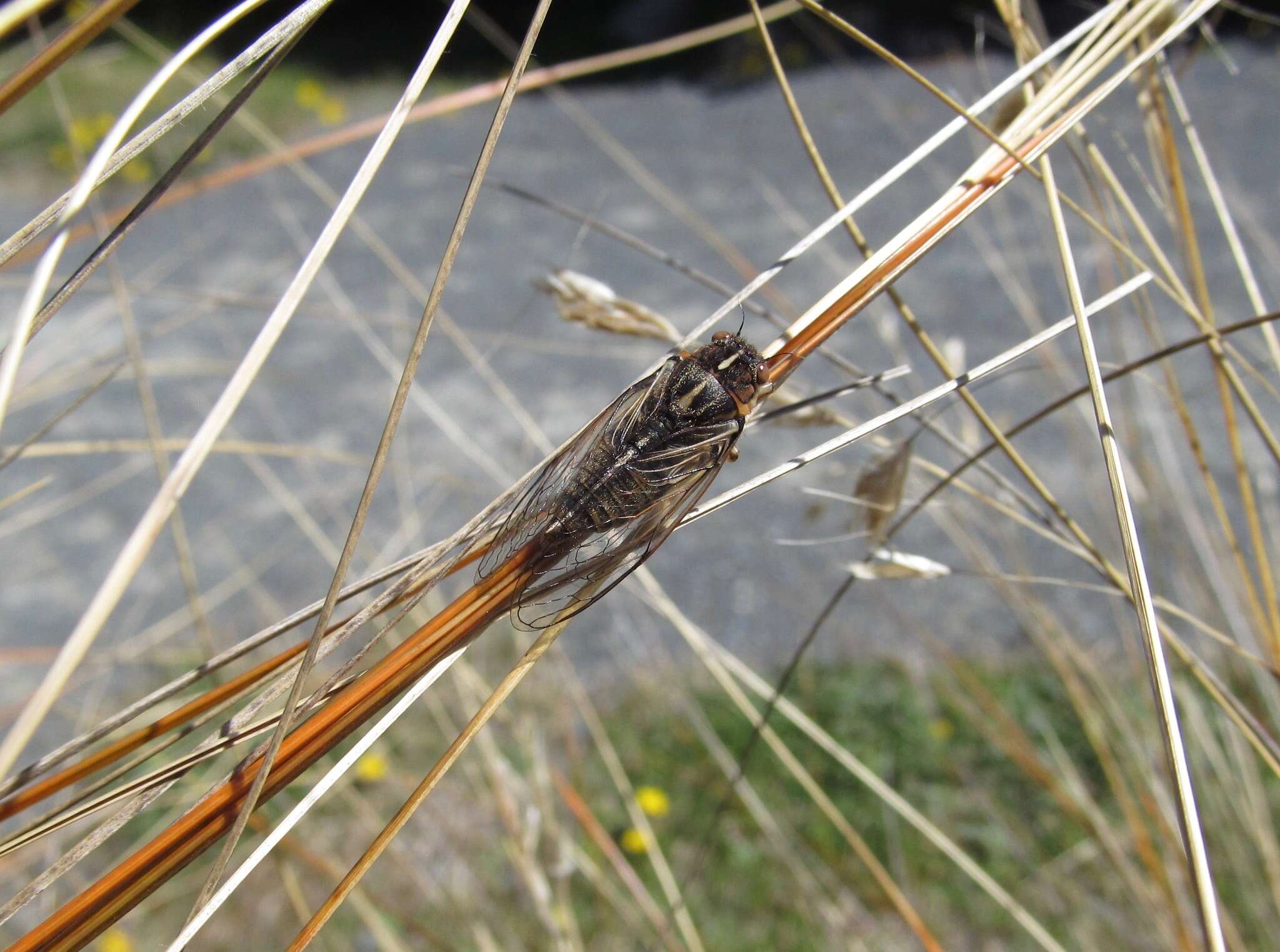 Image of tussock cicada