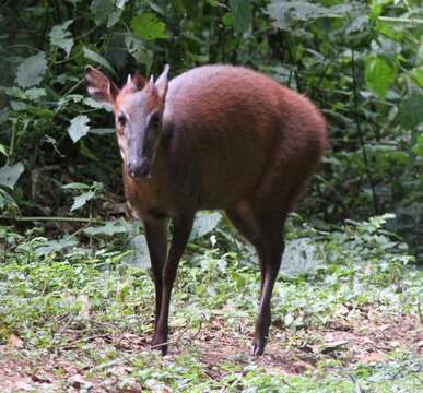 Image of Weyns's Duiker