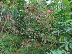 Image of poinsettia