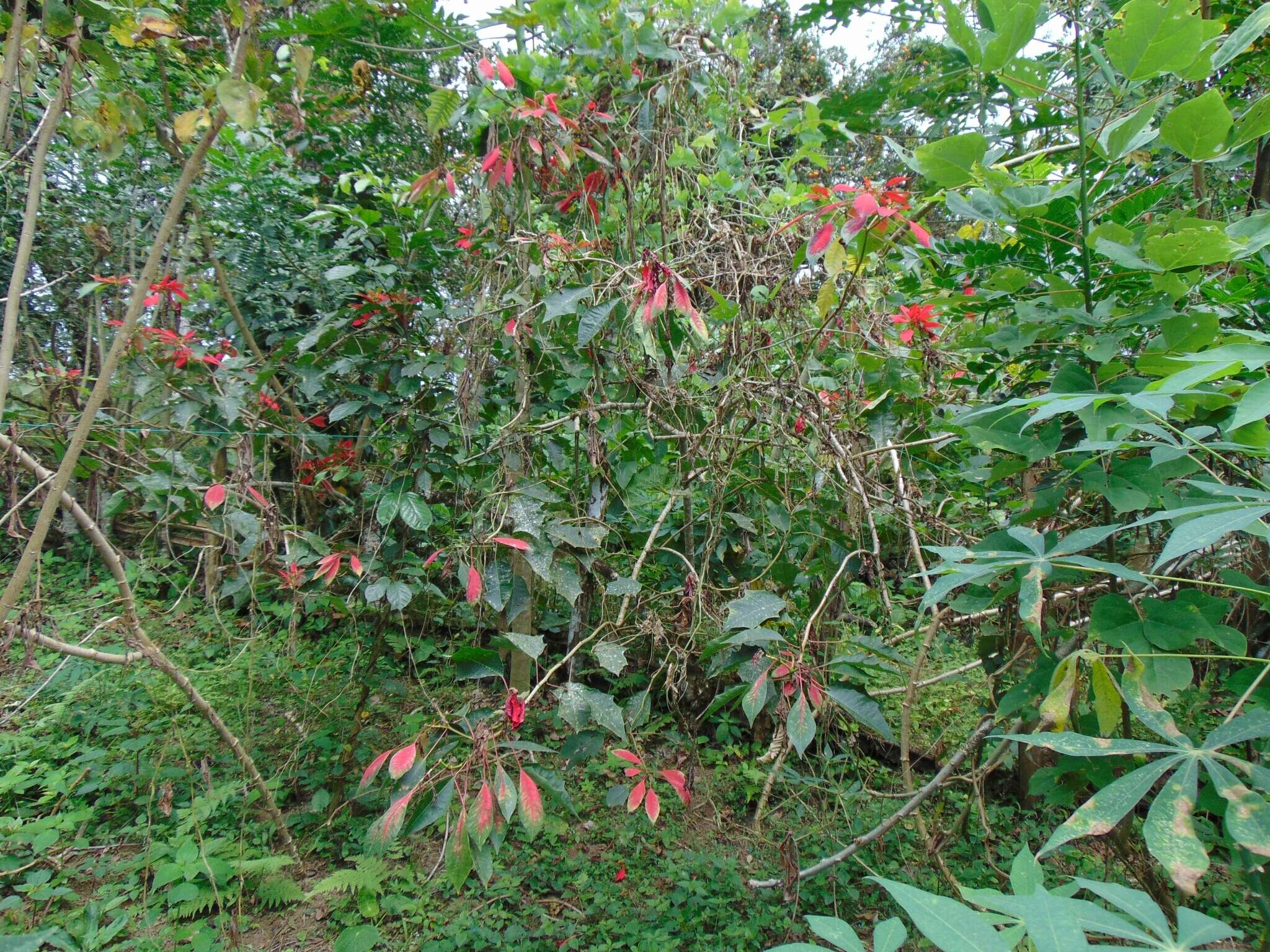 Image of poinsettia