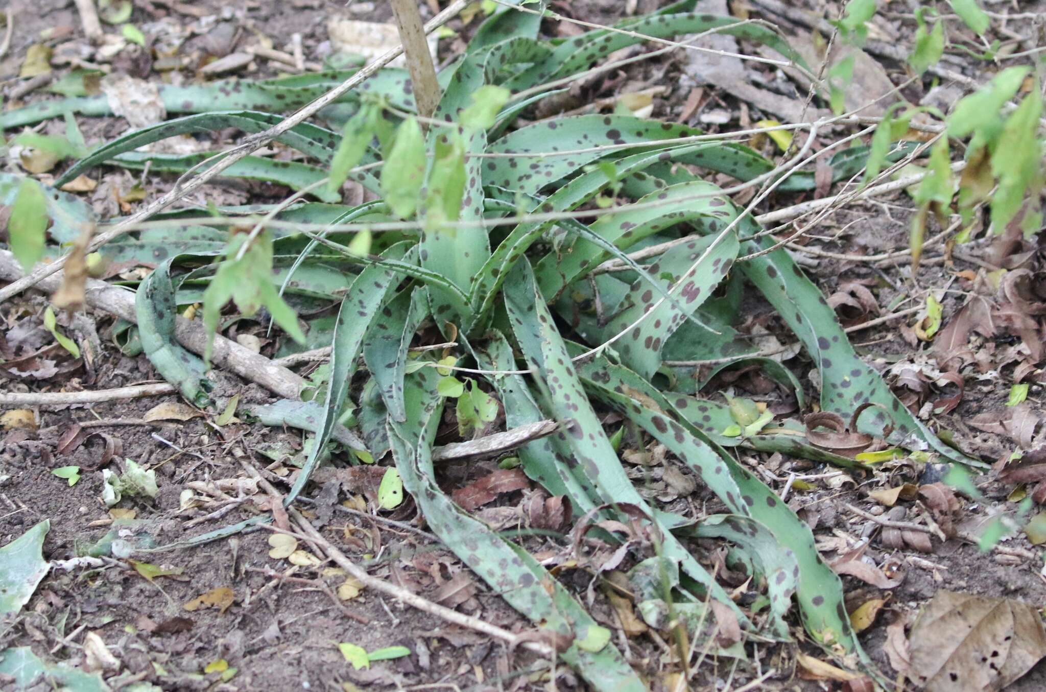 Image of mottled tuberose