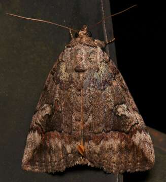 Image of Similar Underwing