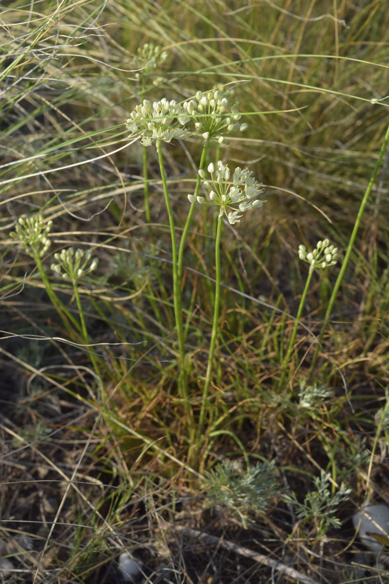 Image of Allium flavescens Besser