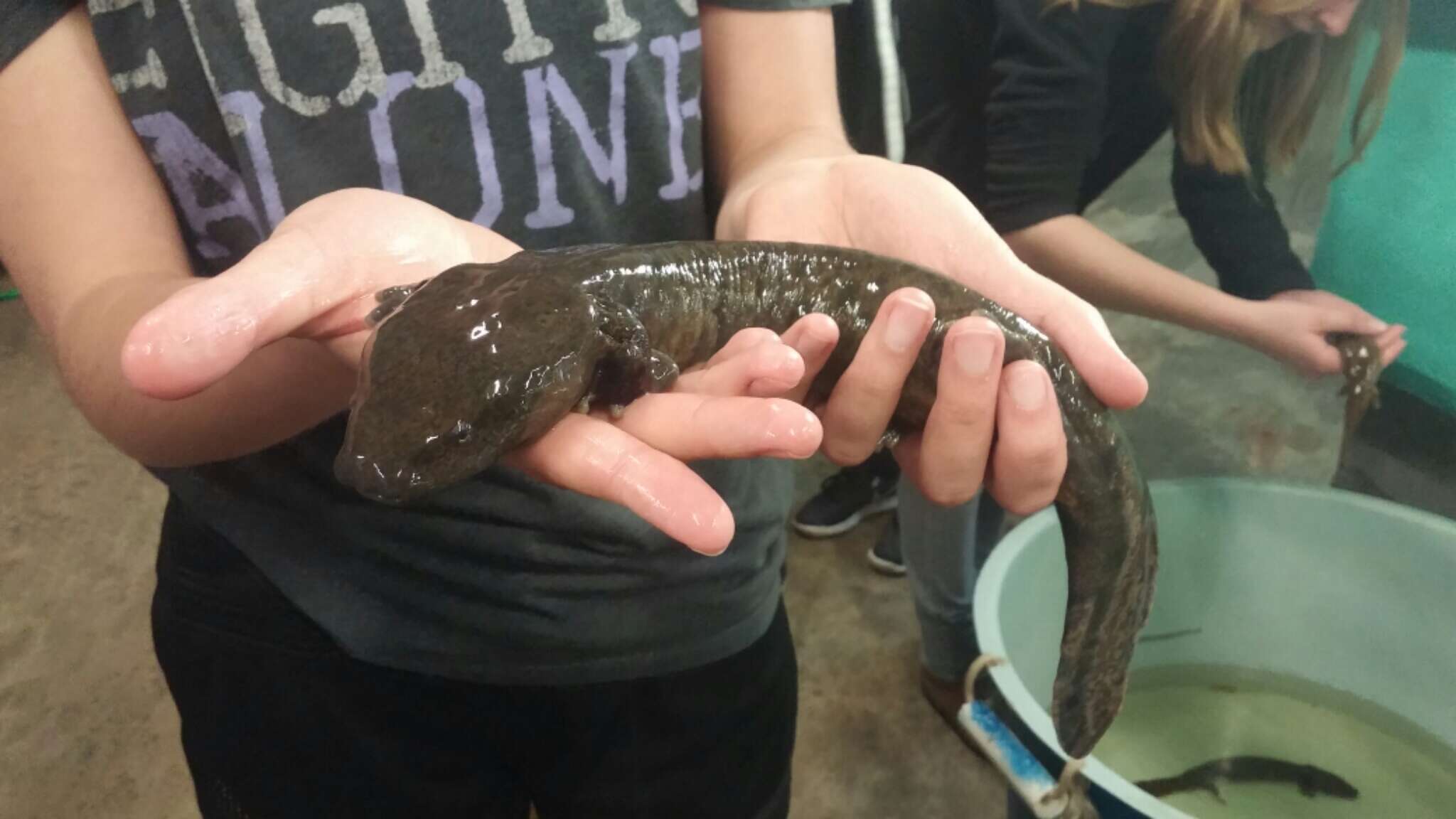 Image of Waterdogs & Mudpuppies