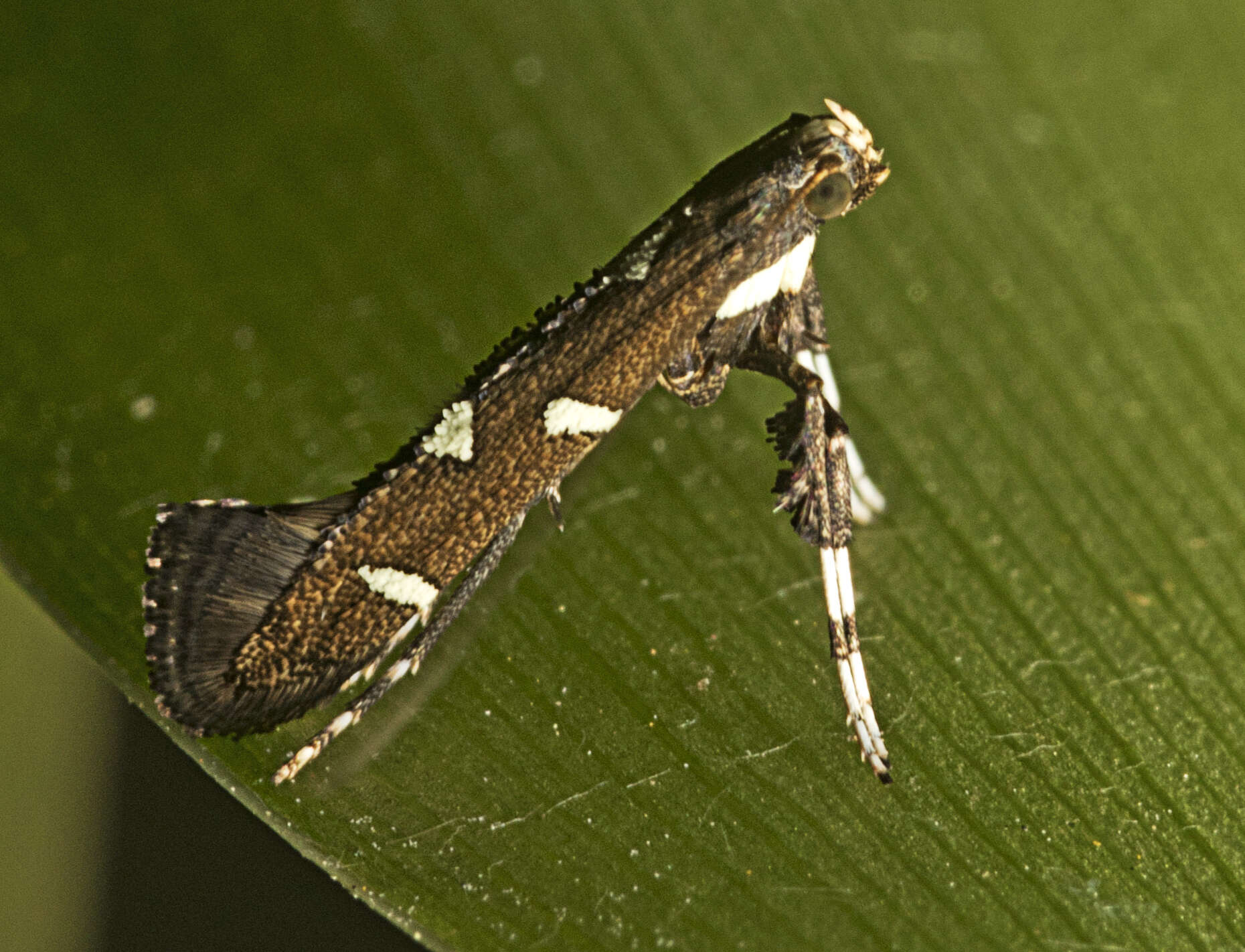 Imagem de Caloptilia adelosema (Turner 1940)