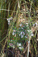 Image of Boronia citriodora subsp. citriodora