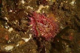 Image of McPeak anemone