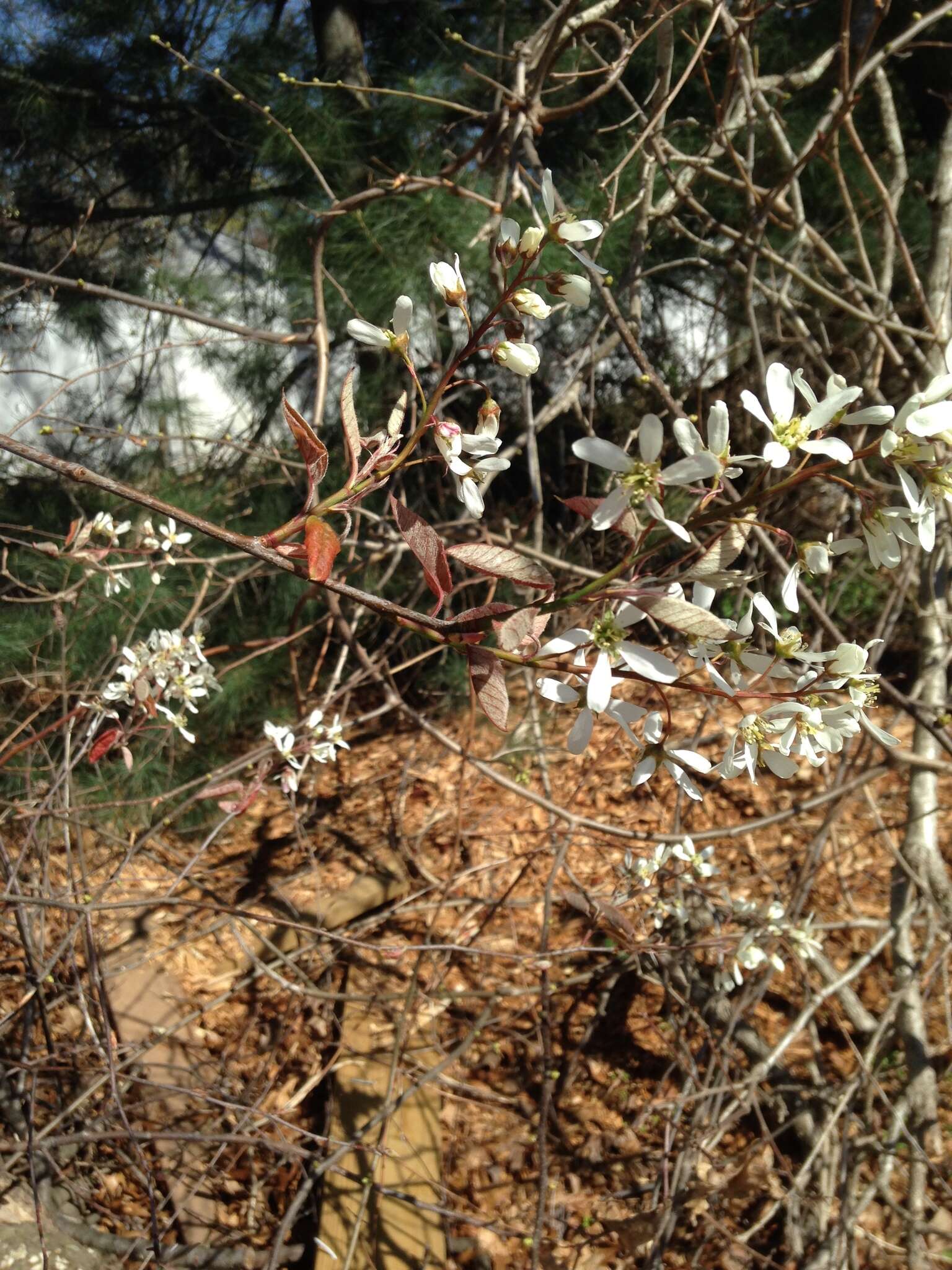 Amelanchier intermedia Spach的圖片