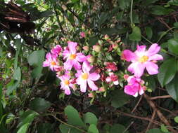 Image of Rose Cactus