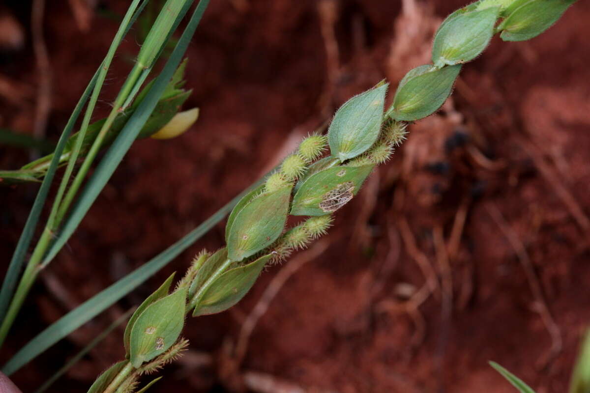 Image de Zornia linearis E. Mey.