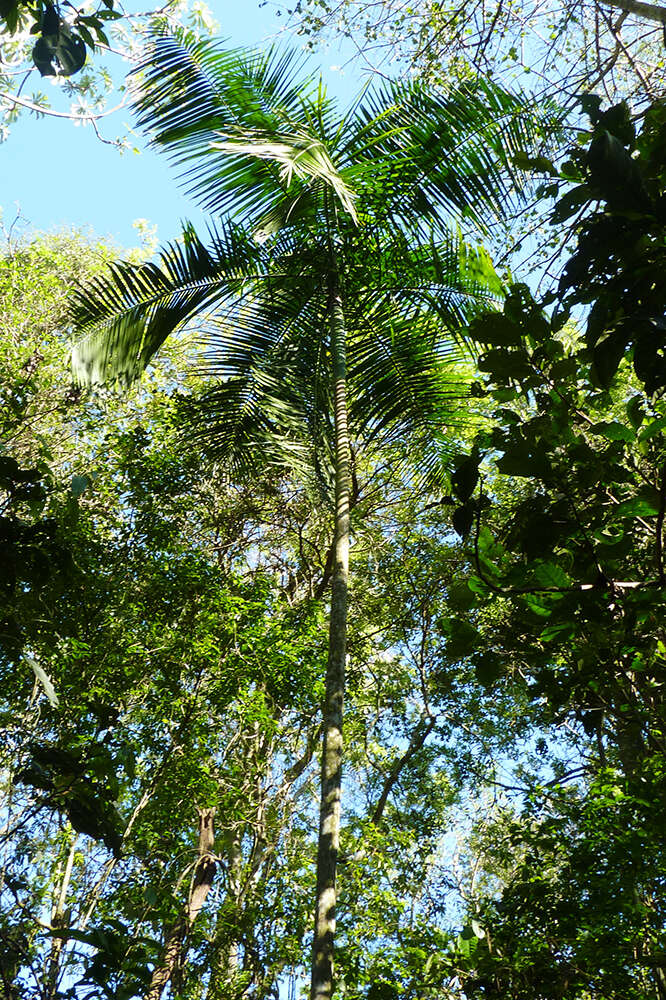 Image of Assai palm