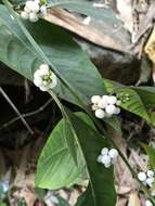 Image of Deeringia polysperma (Roxb.) Moq.