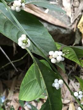 Plancia ëd Deeringia polysperma (Roxb.) Moq.