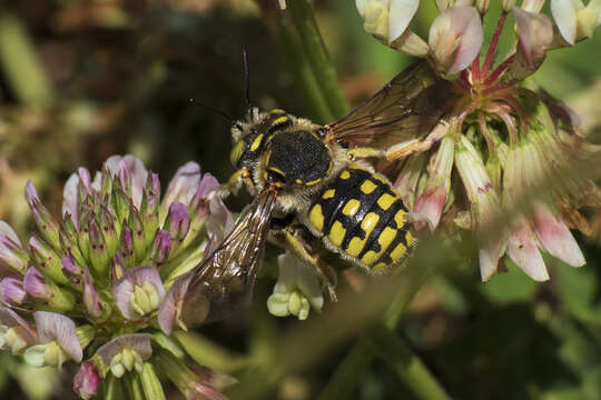 Image of Anthidium loti Perris 1852