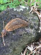 Image of Cuban slug