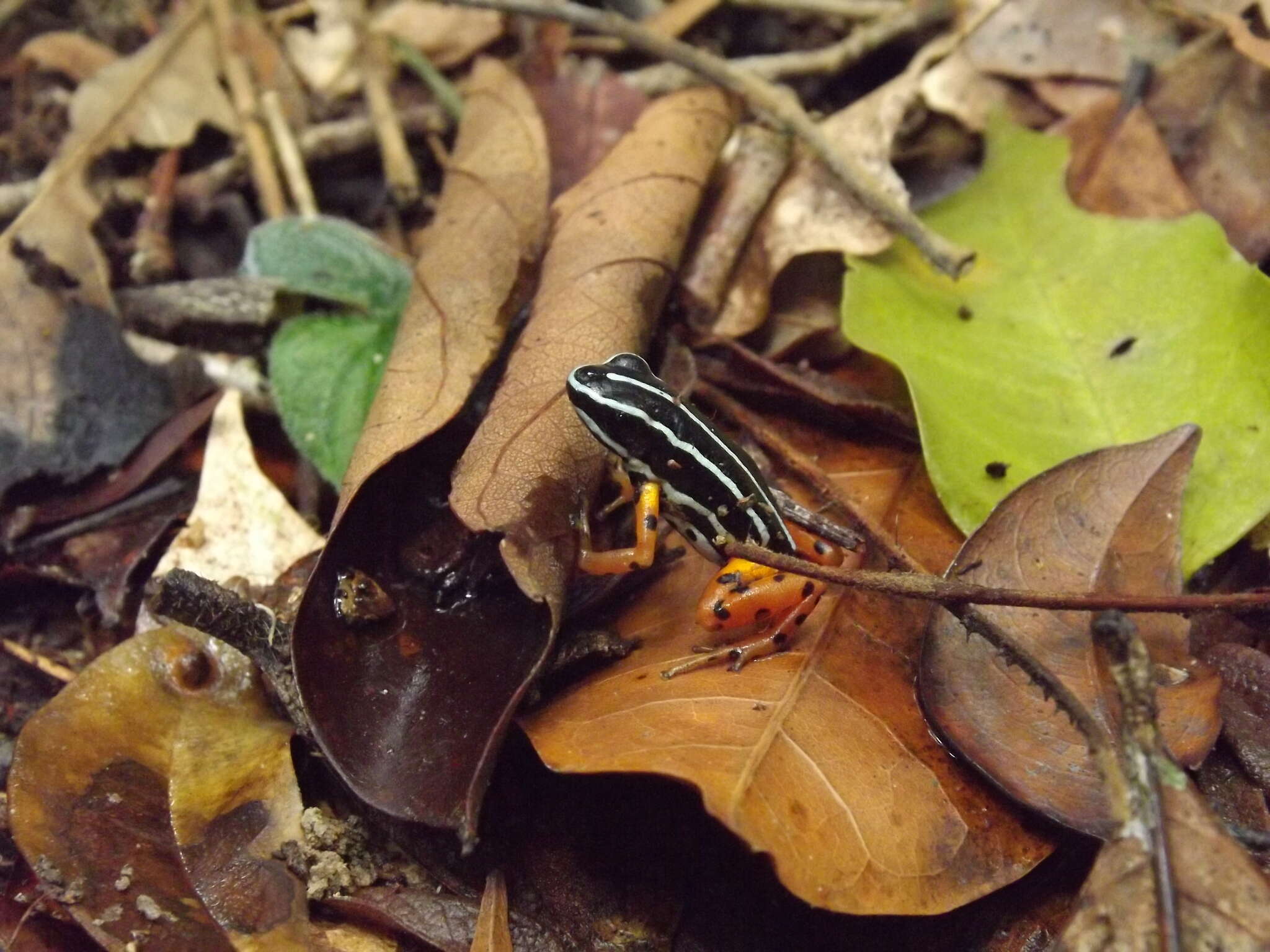 Image of Rio Madeira Poison Frog