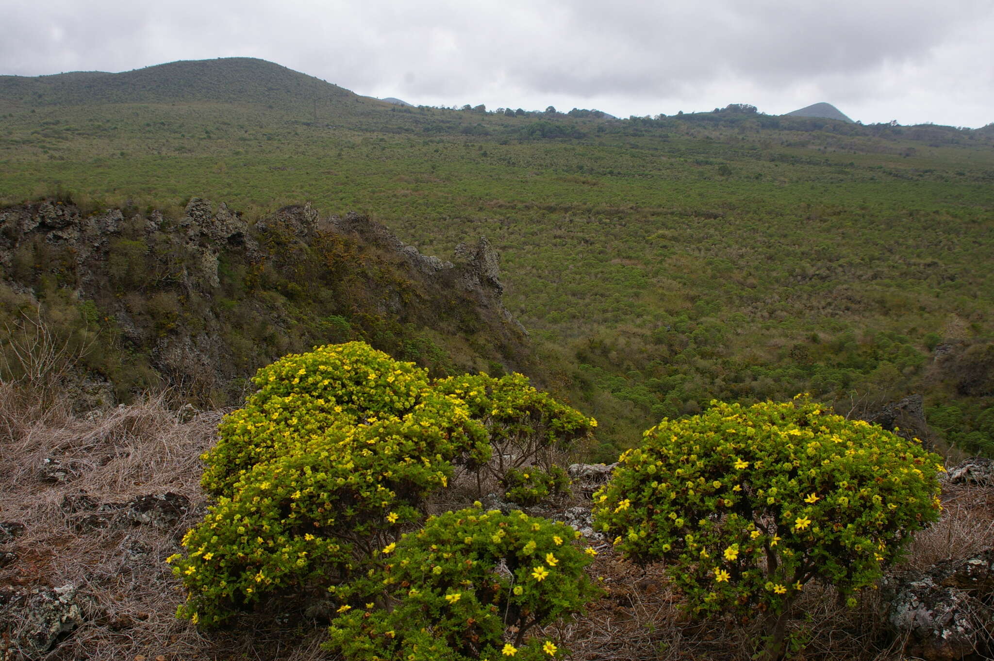 Lecocarpus pinnatifidus DC. resmi