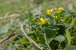 Image of Ficaria verna subsp. chrysocephala (P. D. Sell) Stace