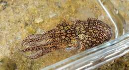 Image of Southern Bobtail Squid