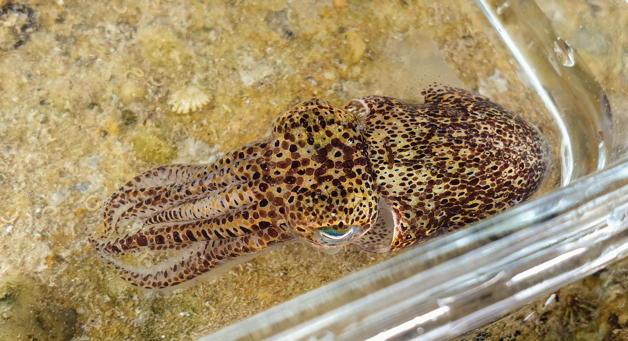 Image of Southern Bobtail Squid