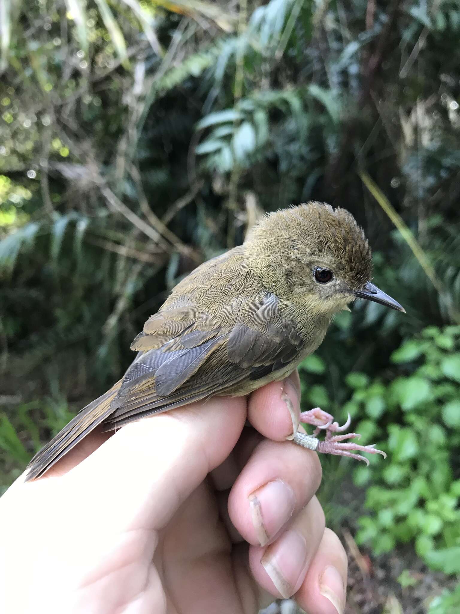 Image of Atherton Scrubwren