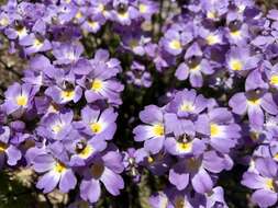 Sivun Euphrasia collina subsp. diversicolor W. R. Barker kuva