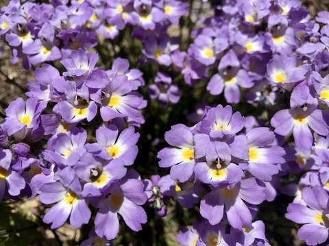 Image of Euphrasia collina subsp. diversicolor W. R. Barker