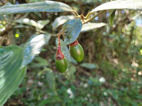 Imagem de Endlicheria paniculata (Spreng.) Macbride