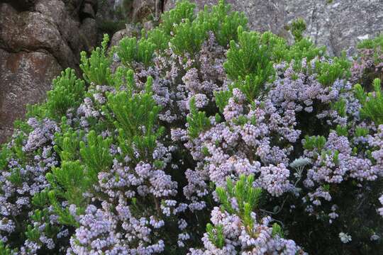 Image of Erica caterviflora Salisb.