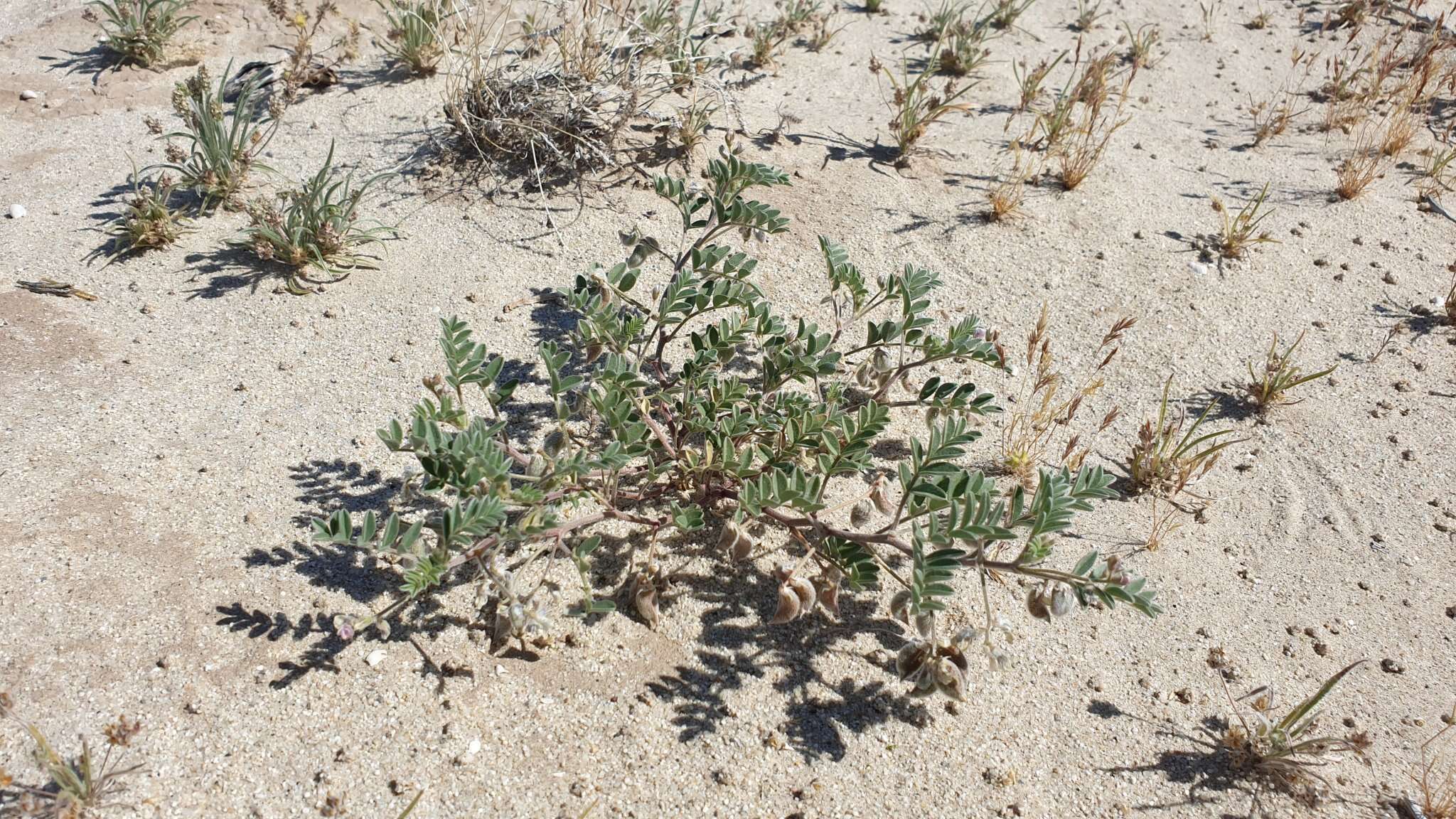 Image of gravel milkvetch