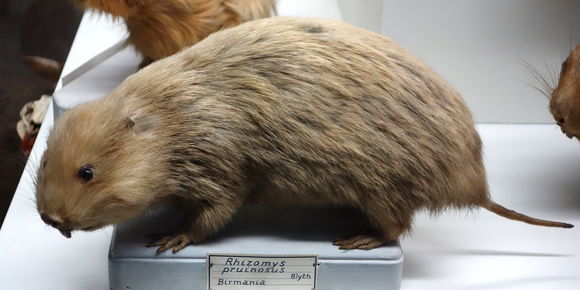 Image of Hoary Bamboo Rat
