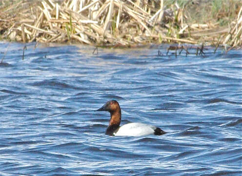 Image of Canvasback