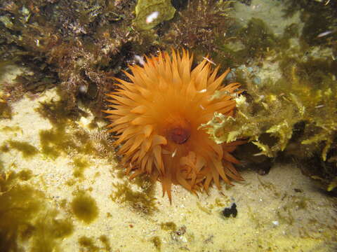 Image of southern anemone