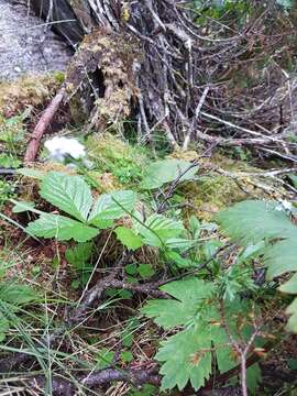 Image of Myosotis decumbens Host