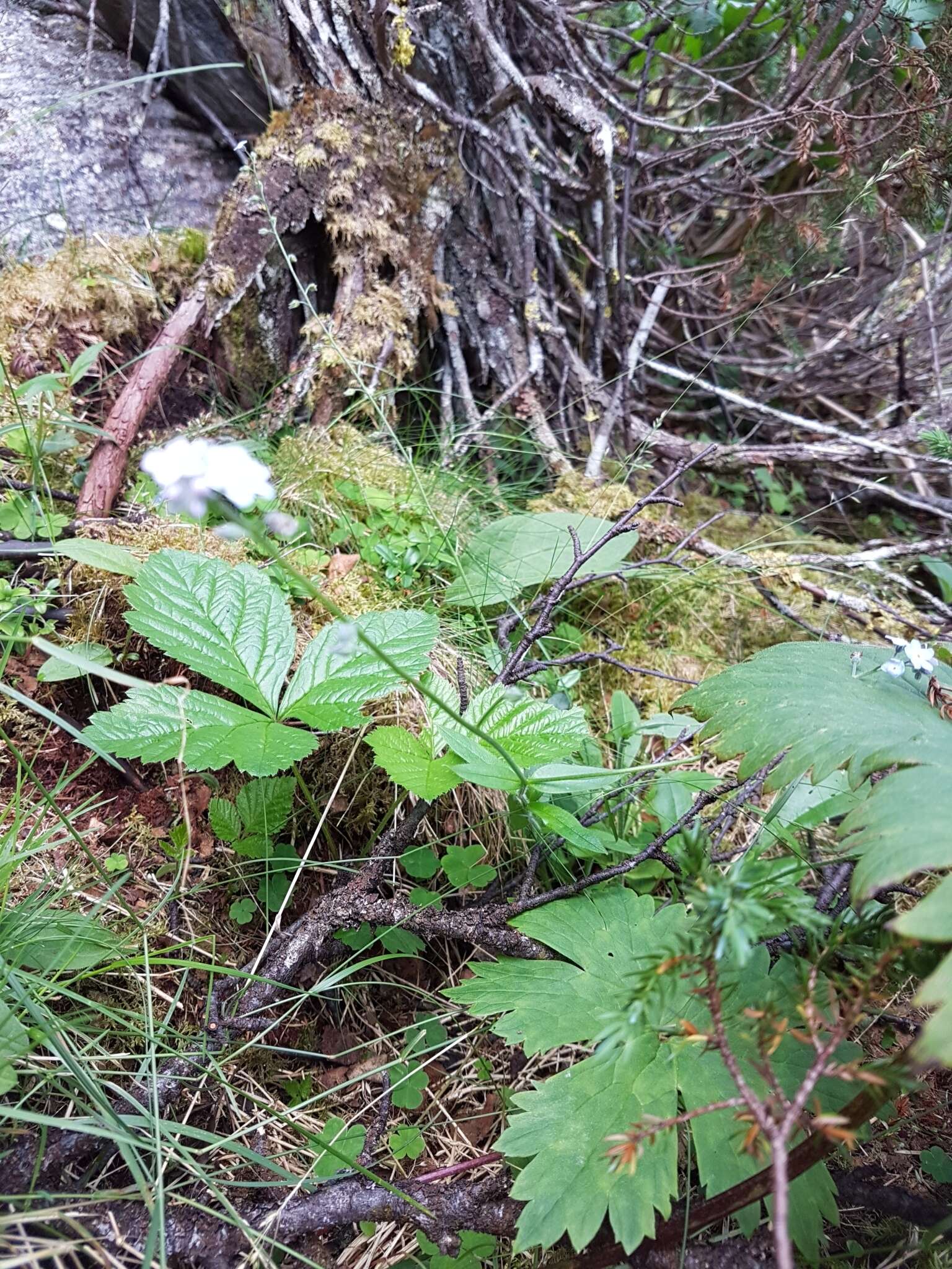 Image de Myosotis decumbens Host