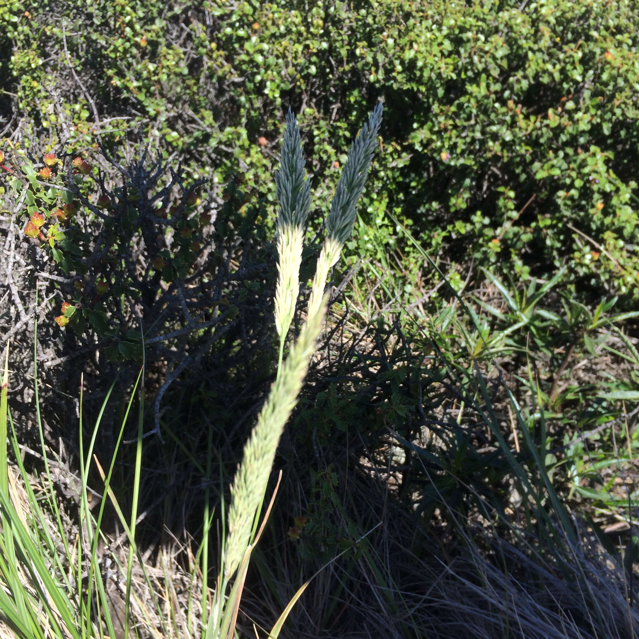 Image of serpentine reedgrass