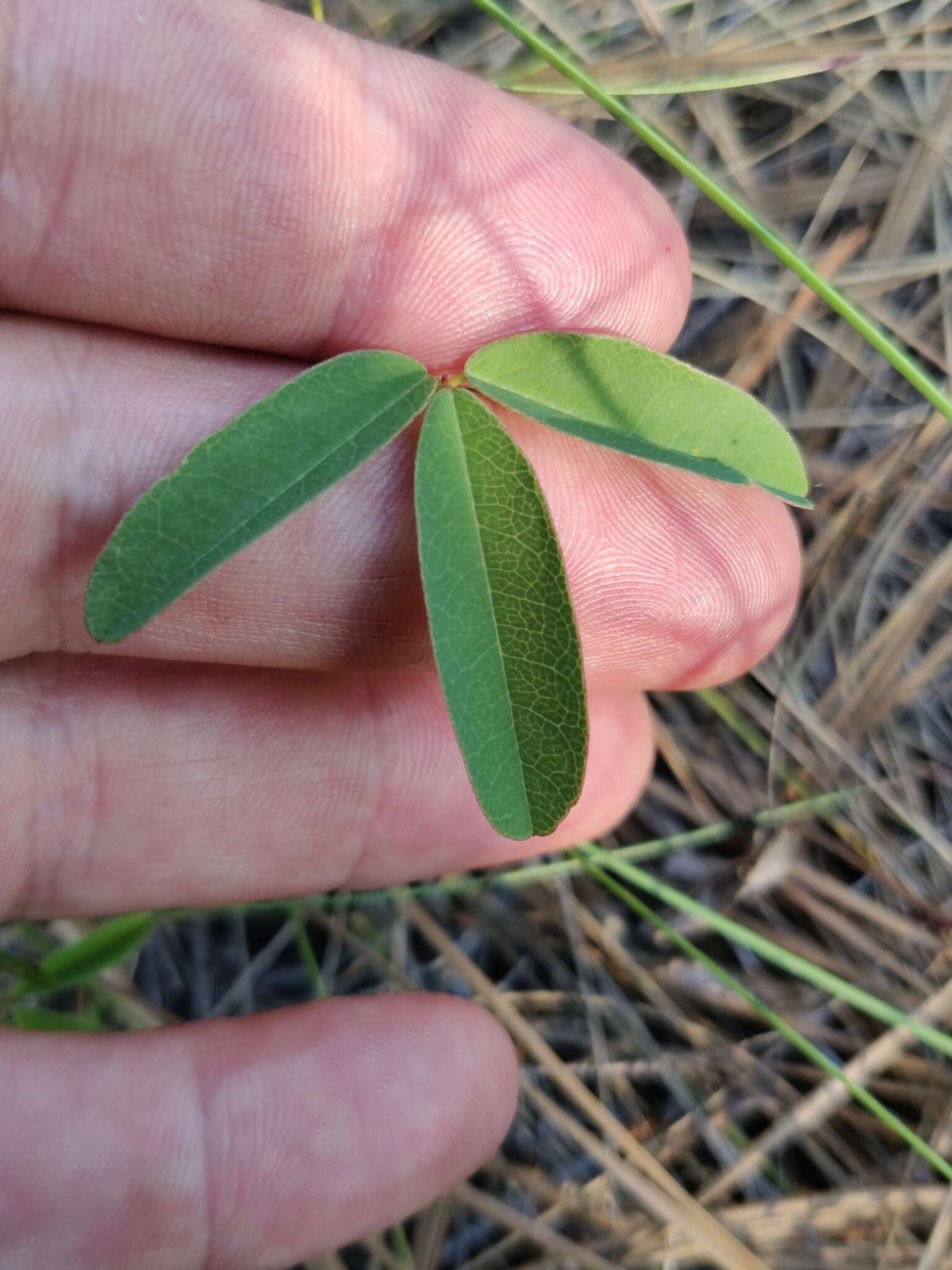 Imagem de Galactia erecta Vail