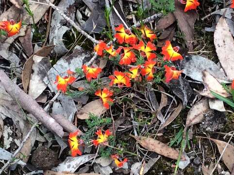 Image of Red Leschenaultia