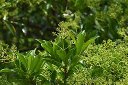 Image of Viburnum odoratissimum var. awabuki (K. Koch) Zabel