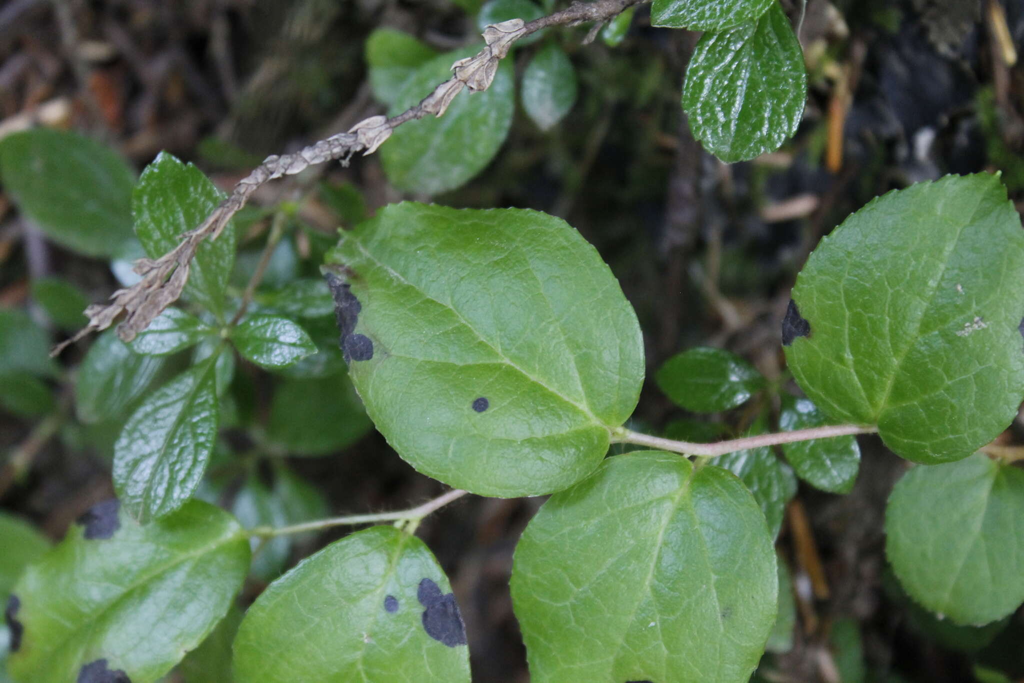 Image of Western Teaberry