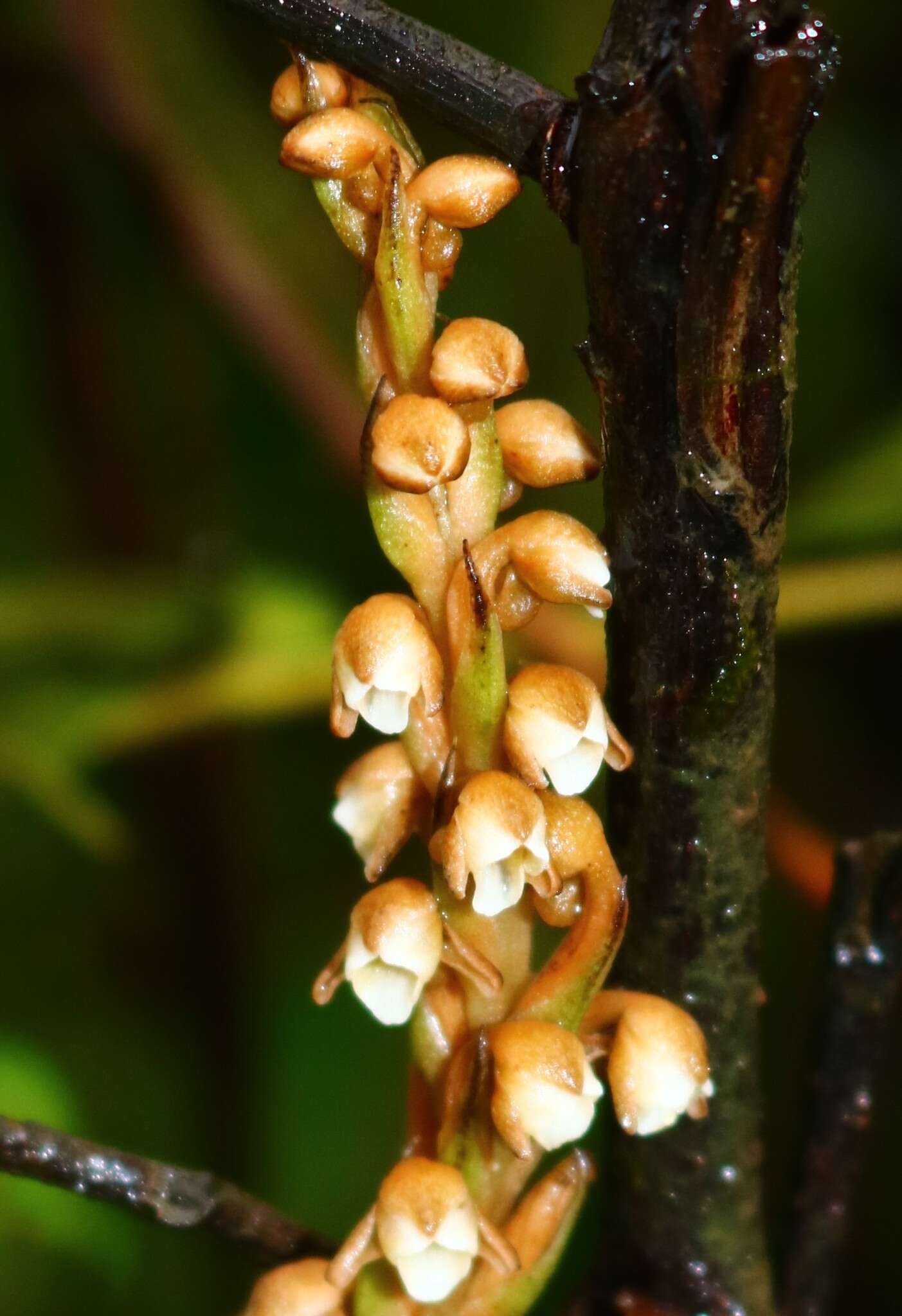 Image of Peristylus plantagineus (Lindl.) Lindl.